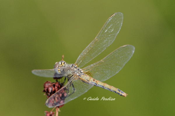 Aiuto ID Sympetrum fonscolombbi femmina ???